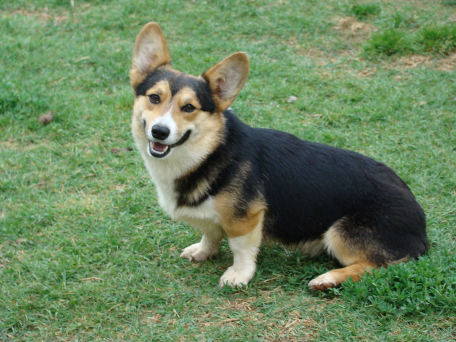 Black_Corgi_1_by_D_Canvas_StocK.jpg