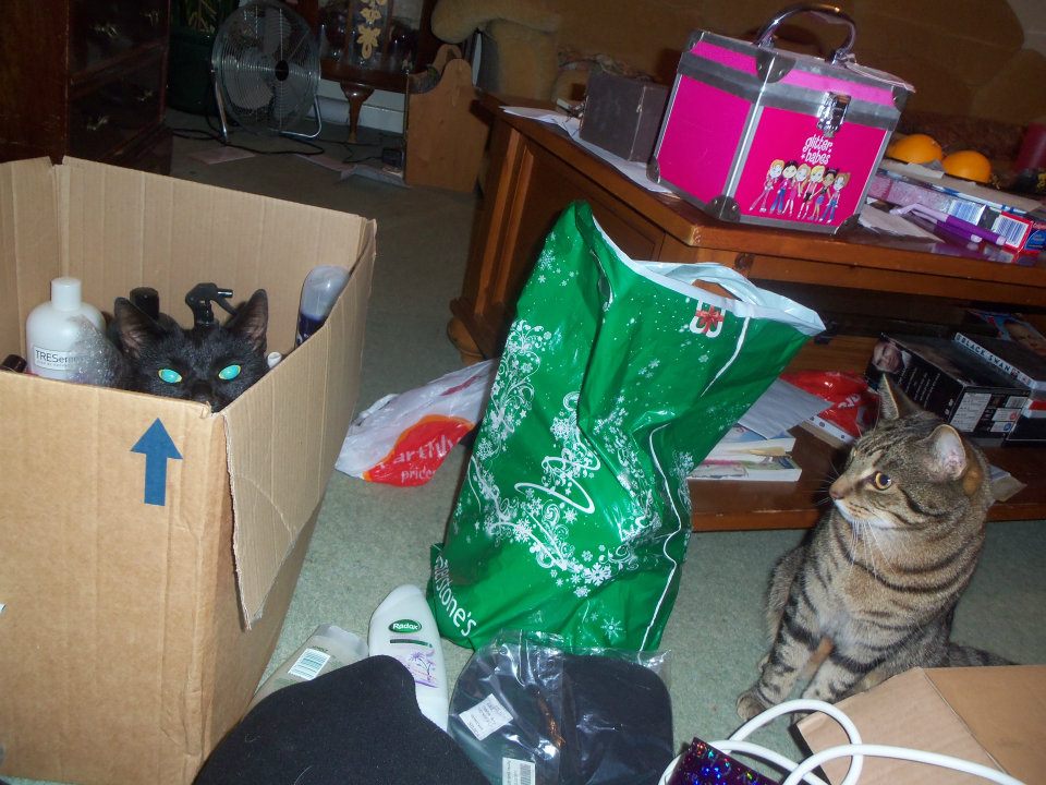 This is a pic showing my cats tisket AKA stinkels and my other cat marzue AKA Manchild
