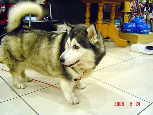 Half Corgi, Half Husky