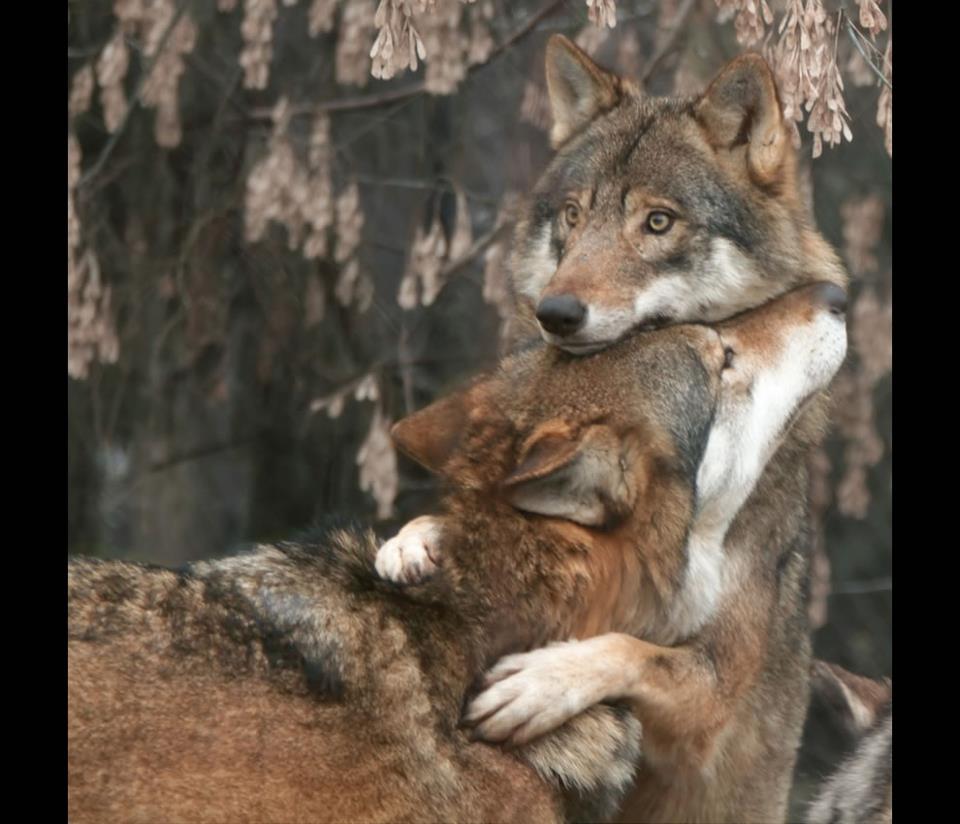 hugging wolfies.jpg