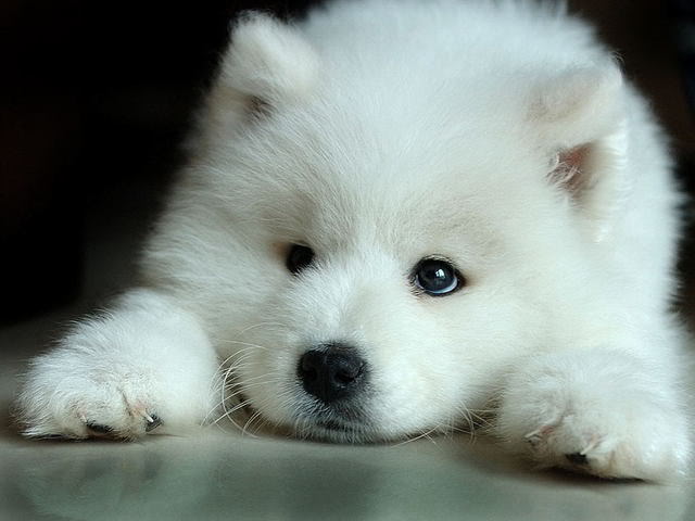 Wolf-White-Pup.jpg