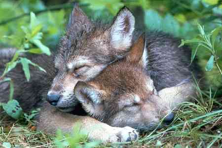 wolfcubs.jpg