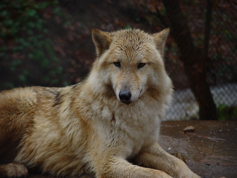 Spirit___The_rain_wolf_by_BLACK_WOLF_.jpg