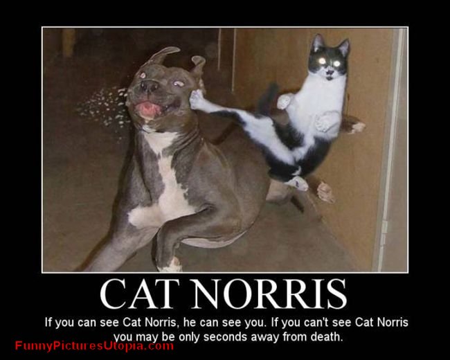Chuck-Norris-Cat-Meme.jpg
