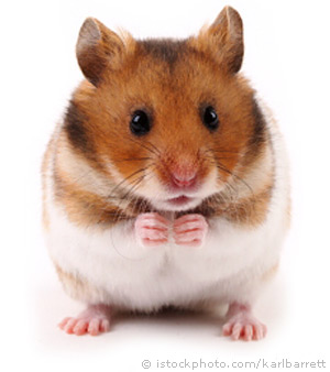 syrian-hamster_000008437184.jpg