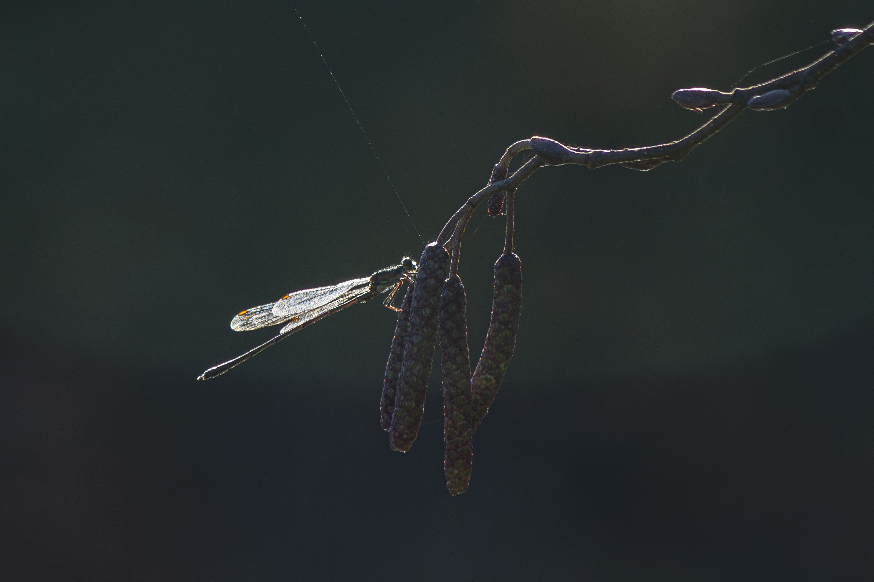 Dragonflyd.jpg